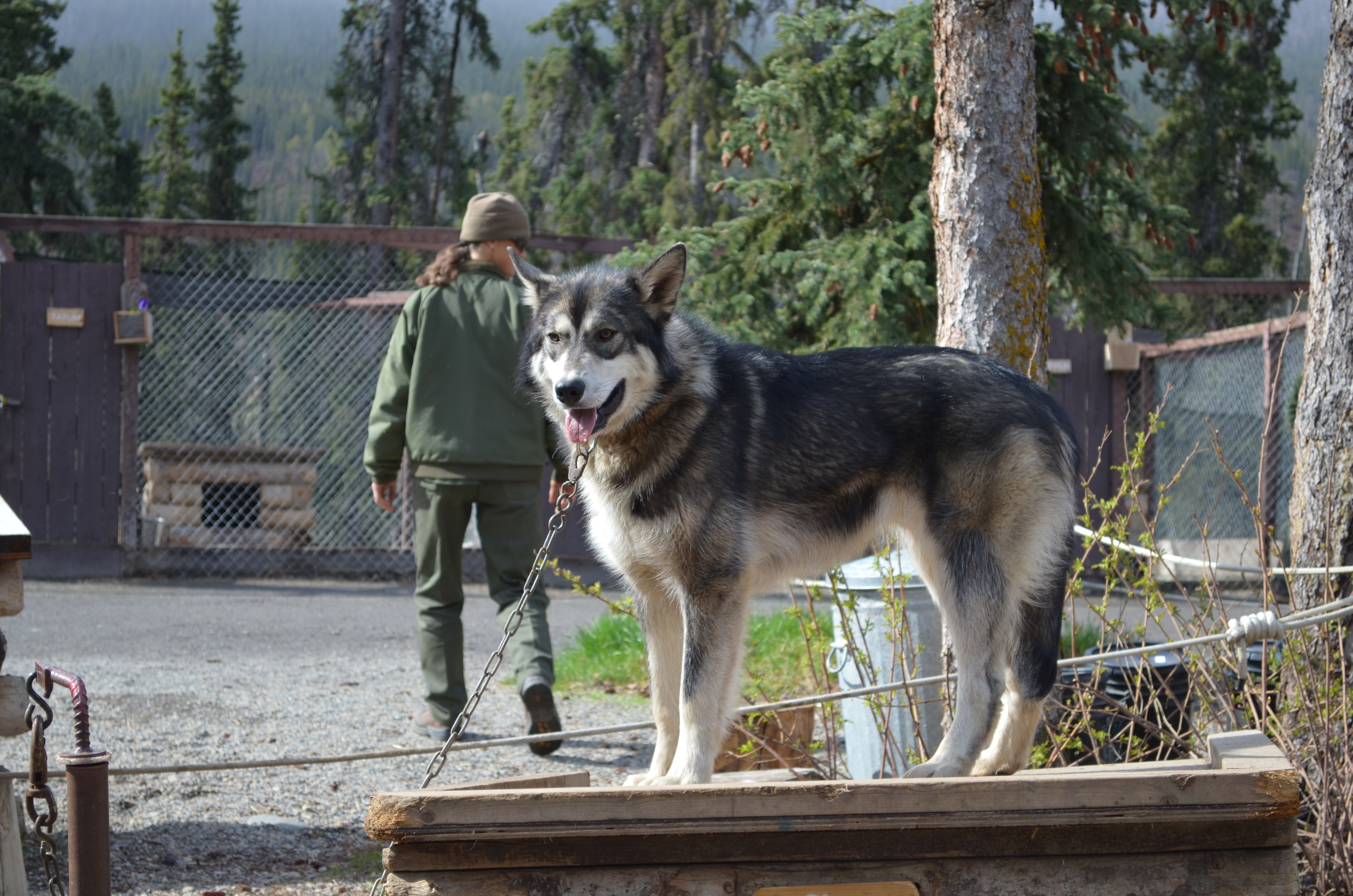 ./2017/08 - Alaska Cruise/03 - Denali/DSC_0306.JPG